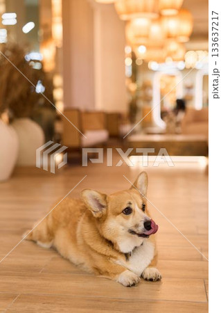 alert pet resting, dog observing environment attentively, furry companion watching lobby activity carefully alert pet resting, dog observing environment attentively, furry companion watching lobby activity carefully 133637217