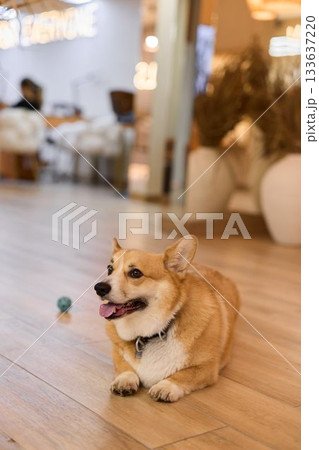 dog named corgi enjoys casual playtime scene, corgi dog relaxes on wooden surface near tiny ball dog named corgi enjoys casual playtime scene, corgi dog relaxes on wooden surface near tiny ball 133637220