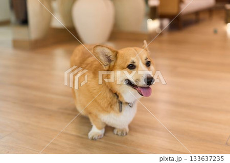 friendly dog moves through decor, happy corgi navigates elegant indoor environment with ease and grace 133637235