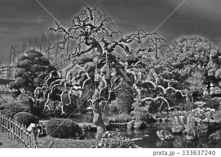 ドラマチックアートしだれ槐モノクロ 133637240