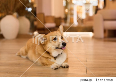 charming image of dog at rest, corgi peacefully lounging on wooden floor by decorative vessels charming image of dog at rest, corgi peacefully lounging on wooden floor by decorative vessels 133637606