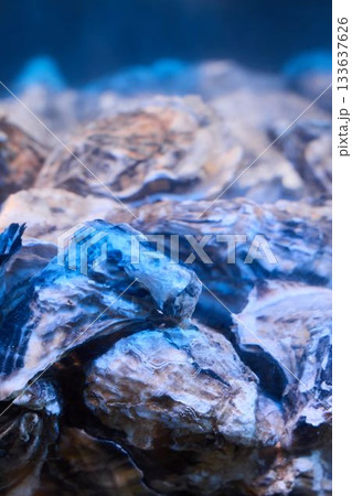 Variety of fresh seafood served on ice with vibrant blue spotlight accents Variety of fresh seafood served on ice with vibrant blue spotlight accents 133637626