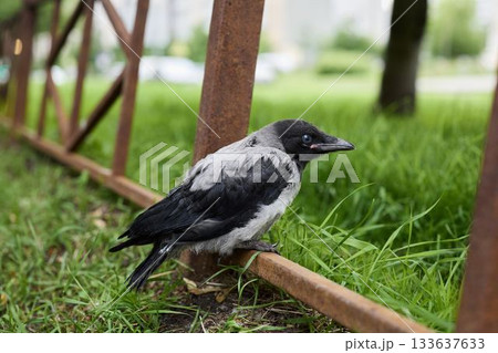 Silent urban setting with solitary bird near rusty barrier 133637633