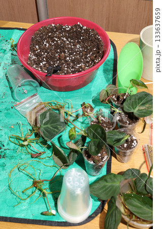 Fresh soil and cuttings organized on mat for indoor gardening beginners 133637659