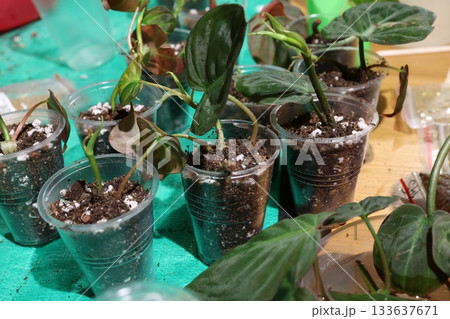 Plant propagation scene, Indoor philodendron propagation with moss Plant propagation scene, Indoor philodendron propagation with moss 133637671
