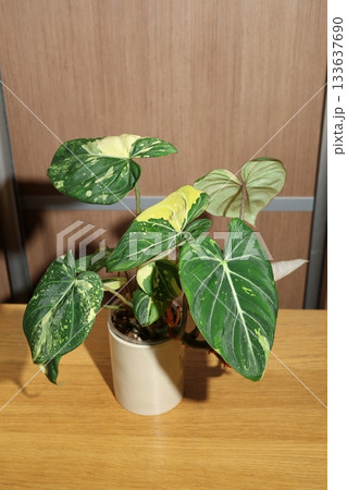 Closeup of patterned anthurium leaves on wooden surface 133637690
