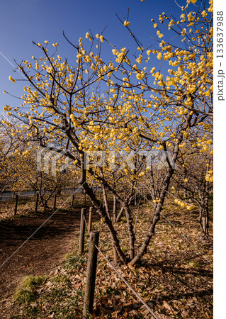 奥ゆかしく可憐に咲く花、冬の寒さに耐え、暖かく春を迎える花 奥ゆかしく可憐に咲く花、冬の寒さに耐え、暖かく春を迎える花 133637988