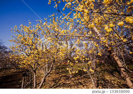 奥ゆかしく可憐に咲く花、冬の寒さに耐え、暖かく春を迎える花 133638000