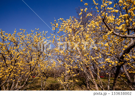 奥ゆかしく可憐に咲く花、冬の寒さに耐え、暖かく春を迎える花 133638002