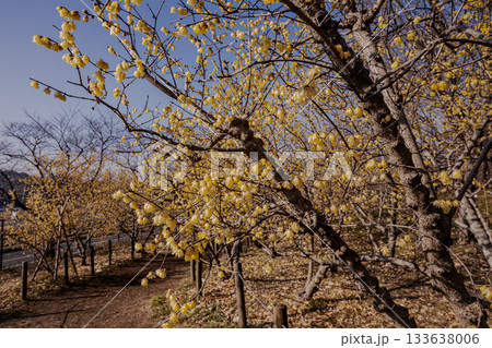 奥ゆかしく可憐に咲く花、冬の寒さに耐え、暖かく春を迎える花 奥ゆかしく可憐に咲く花、冬の寒さに耐え、暖かく春を迎える花 133638006