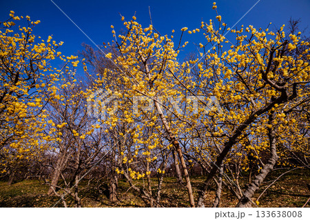 奥ゆかしく可憐に咲く花、冬の寒さに耐え、暖かく春を迎える花 奥ゆかしく可憐に咲く花、冬の寒さに耐え、暖かく春を迎える花 133638008