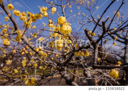 奥ゆかしく可憐に咲く花、冬の寒さに耐え、暖かく春を迎える花 奥ゆかしく可憐に咲く花、冬の寒さに耐え、暖かく春を迎える花 133638022