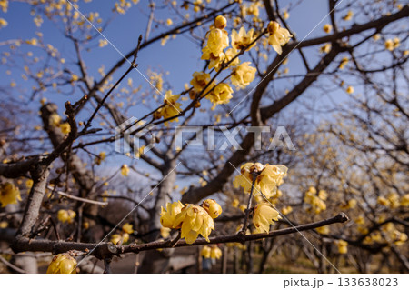 奥ゆかしく可憐に咲く花、冬の寒さに耐え、暖かく春を迎える花 133638023