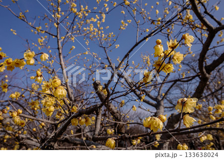 奥ゆかしく可憐に咲く花、冬の寒さに耐え、暖かく春を迎える花 奥ゆかしく可憐に咲く花、冬の寒さに耐え、暖かく春を迎える花 133638024