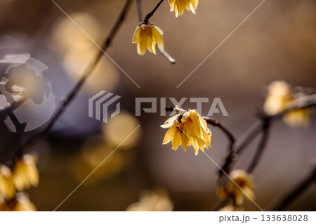 奥ゆかしく可憐に咲く花、冬の寒さに耐え、暖かく春を迎える花 133638028