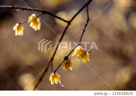 奥ゆかしく可憐に咲く花、冬の寒さに耐え、暖かく春を迎える花 奥ゆかしく可憐に咲く花、冬の寒さに耐え、暖かく春を迎える花 133638029