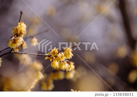 奥ゆかしく可憐に咲く花、冬の寒さに耐え、暖かく春を迎える花 奥ゆかしく可憐に咲く花、冬の寒さに耐え、暖かく春を迎える花 133638031