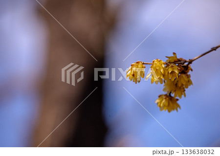 奥ゆかしく可憐に咲く花、冬の寒さに耐え、暖かく春を迎える花 奥ゆかしく可憐に咲く花、冬の寒さに耐え、暖かく春を迎える花 133638032
