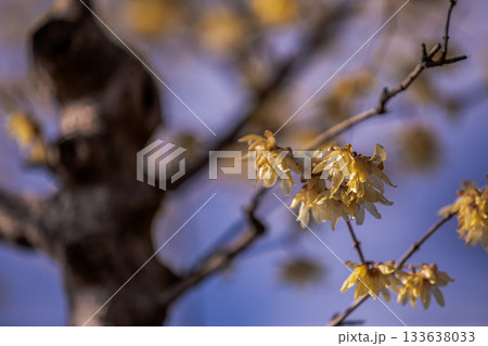 奥ゆかしく可憐に咲く花、冬の寒さに耐え、暖かく春を迎える花 奥ゆかしく可憐に咲く花、冬の寒さに耐え、暖かく春を迎える花 133638033