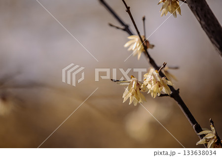 奥ゆかしく可憐に咲く花、冬の寒さに耐え、暖かく春を迎える花 133638034