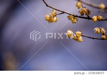奥ゆかしく可憐に咲く花、冬の寒さに耐え、暖かく春を迎える花 奥ゆかしく可憐に咲く花、冬の寒さに耐え、暖かく春を迎える花 133638037