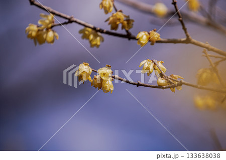 奥ゆかしく可憐に咲く花、冬の寒さに耐え、暖かく春を迎える花 奥ゆかしく可憐に咲く花、冬の寒さに耐え、暖かく春を迎える花 133638038