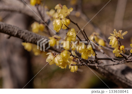 奥ゆかしく可憐に咲く花、冬の寒さに耐え、暖かく春を迎える花 133638041