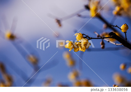 奥ゆかしく可憐に咲く花、冬の寒さに耐え、暖かく春を迎える花 133638056