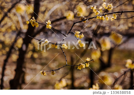 奥ゆかしく可憐に咲く花、冬の寒さに耐え、暖かく春を迎える花 133638058
