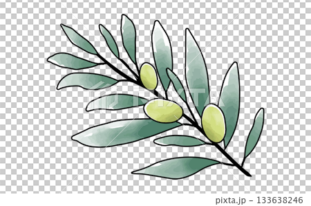 手繪水彩簡約橄欖枝插畫素材 橄欖枝 手繪水彩簡約橄欖枝插畫素材 橄欖枝 133638246