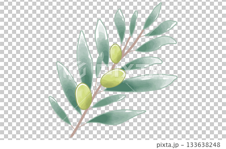 手繪水彩簡約橄欖枝插畫素材 橄欖枝 手繪水彩簡約橄欖枝插畫素材 橄欖枝 133638248
