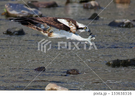 カギ爪を広げるミサゴ カギ爪を広げるミサゴ 133638316