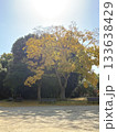 スマホで撮った・公園・黄色い紅葉 スマホで撮った・公園・黄色い紅葉 133638429