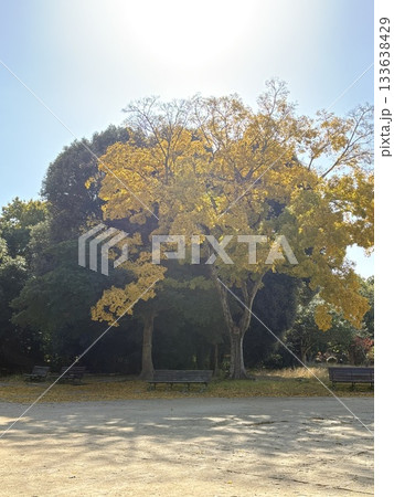 スマホで撮った・公園・黄色い紅葉 スマホで撮った・公園・黄色い紅葉 133638429