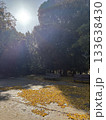 スマホで撮った・公園・黄色い紅葉 スマホで撮った・公園・黄色い紅葉 133638430