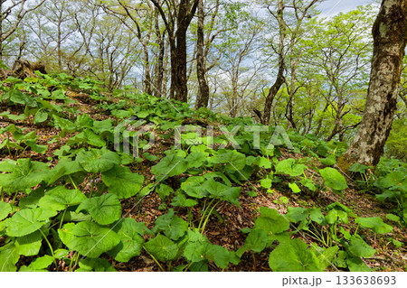 丹沢・鍋割山稜の新緑とフキ 丹沢・鍋割山稜の新緑とフキ 133638693