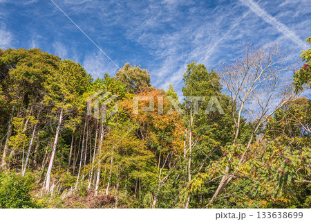 長命寺山の山林風景　滋賀県近江八幡市 133638699