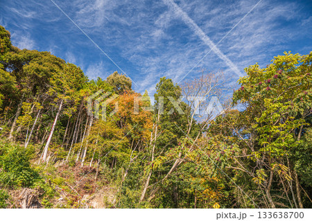 長命寺山の山林風景　滋賀県近江八幡市 133638700