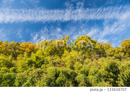 長命寺山の山林風景　滋賀県近江八幡市 133638707
