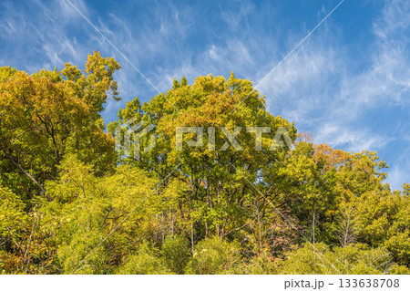 長命寺山の山林風景 滋賀県近江八幡市 長命寺山の山林風景 滋賀県近江八幡市 133638708