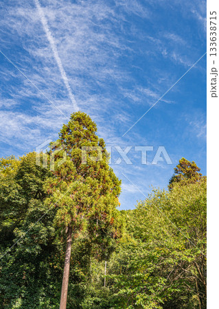 長命寺山の山林風景 滋賀県近江八幡市 長命寺山の山林風景 滋賀県近江八幡市 133638715