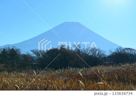 富士山　青木ヶ原樹海 133638734