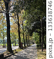 木漏れ日が差し込む並木道の散歩風景 133638746