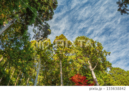 長命寺山の山林風景　滋賀県近江八幡市 133638842