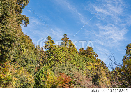 長命寺山の山林風景 滋賀県近江八幡市 長命寺山の山林風景 滋賀県近江八幡市 133638845
