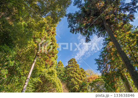 長命寺山の山林風景　滋賀県近江八幡市 133638846