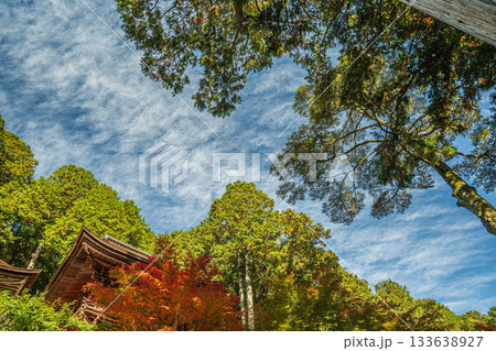 長命寺境内の針葉樹林　滋賀県近江八幡市 133638927