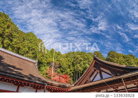 長命寺境内の針葉樹林　滋賀県近江八幡市 133638928