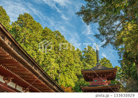 長命寺境内の針葉樹林 滋賀県近江八幡市 長命寺境内の針葉樹林 滋賀県近江八幡市 133638929