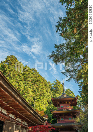 長命寺境内の針葉樹林　滋賀県近江八幡市 133638930
